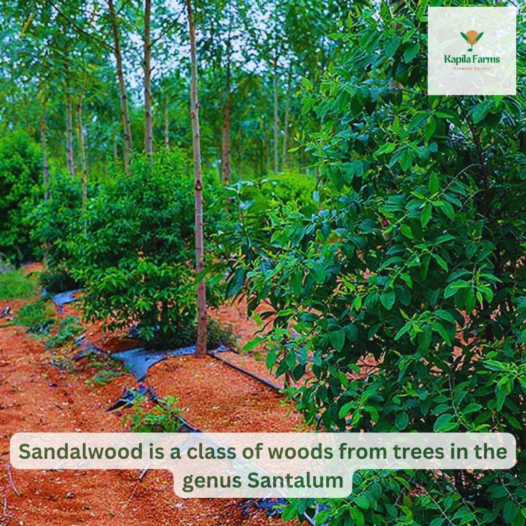sandalwood farming