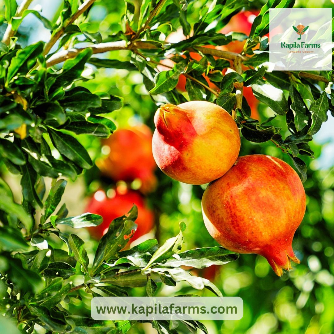 Pomegranate farming