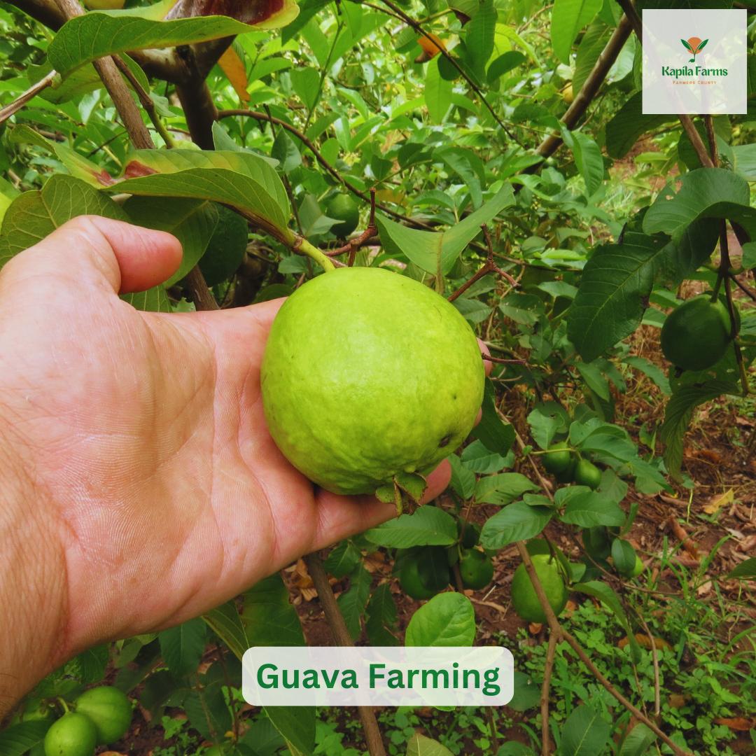 Guava Farming by Kapila Farms: The Future of Managed Farmland in Mysuru